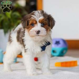 Brodie, Yorkie Poo Puppy